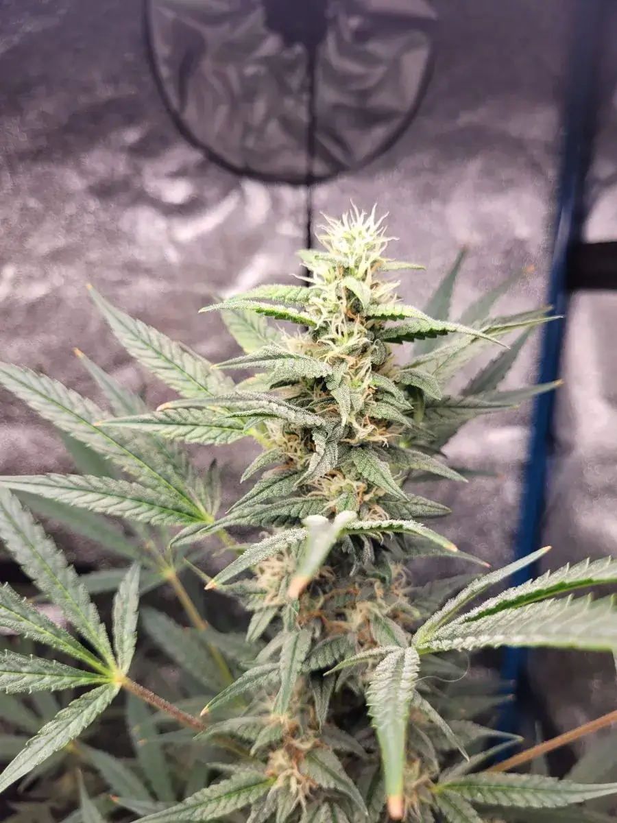 Braindamage Auto Autoflower – Alchimia Grow Shop