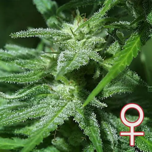 Brains Damage Feminized – Alchimia Grow Shop