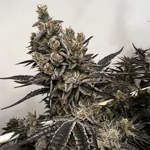 Bread & Butter Feminized – Alchimia Grow Shop