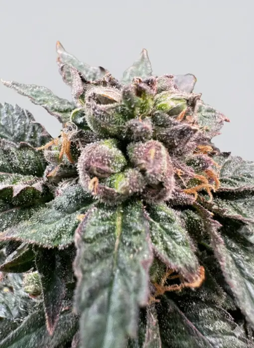 Bro Science Feminized – Alchimia Grow Shop