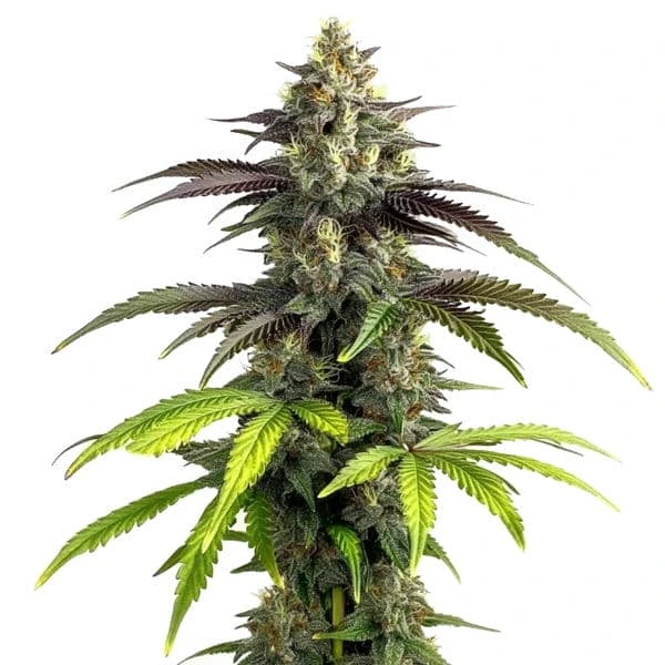 Bruce Banner 2.0 – Blimburn Seeds