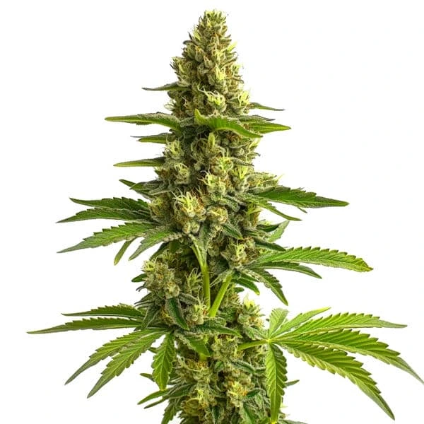 Bruce Banner #3 – Blimburn Seeds