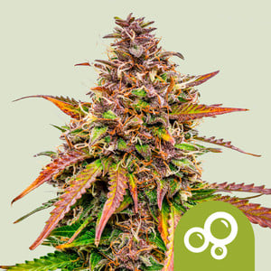 Bubble Kush Auto – Royal Queen Seeds