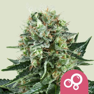 Bubble Kush – Royal Queen Seeds
