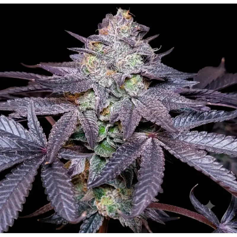 Bubble Marker Triploid Feminized – Alchimia Grow Shop