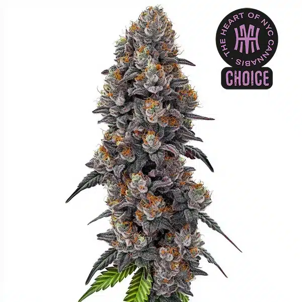Bubble Gum Sherb HMC Edition – Blimburn Seeds