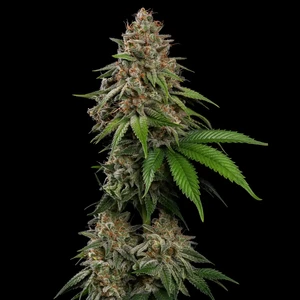 Bubblegum XL – Royal Queen Seeds