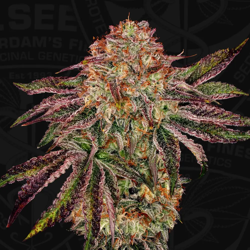 BubbleGummieZ Feminized – Alchimia Grow Shop