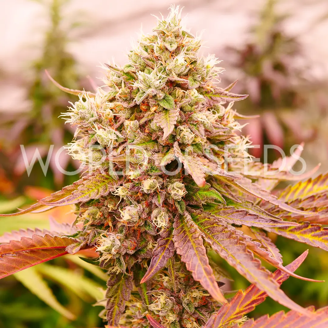 Burger Kush Early Version Feminized – Alchimia Grow Shop
