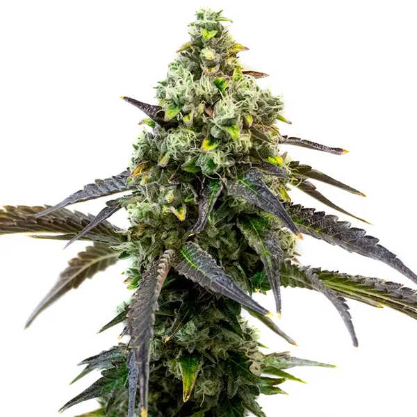 Cafe Racer – Blimburn Seeds