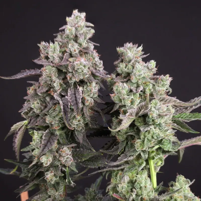 Candy Bubatz XL Feminized – Alchimia Grow Shop
