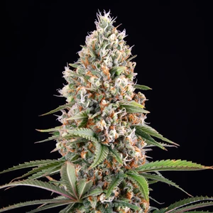 Candy Kush Express (Fast Flowering) – Royal Queen Seeds