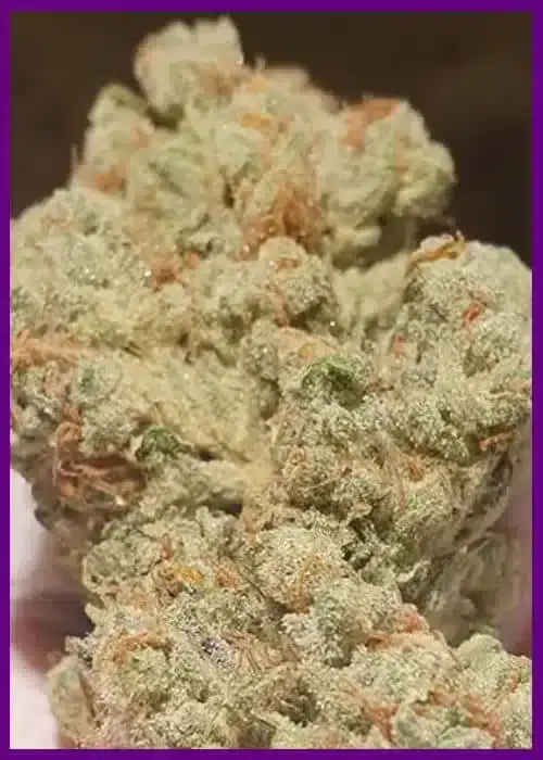 Candy Lime Feminized – Alchimia Grow Shop