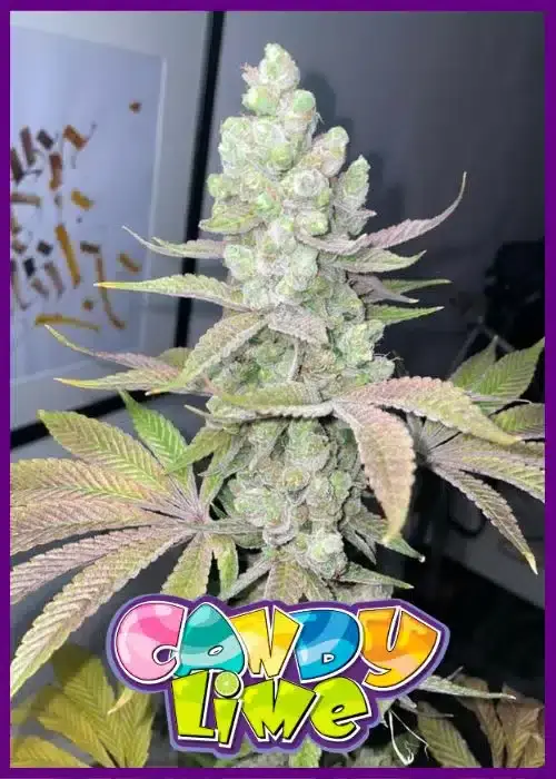 Candy Lime Feminized – Alchimia Grow Shop