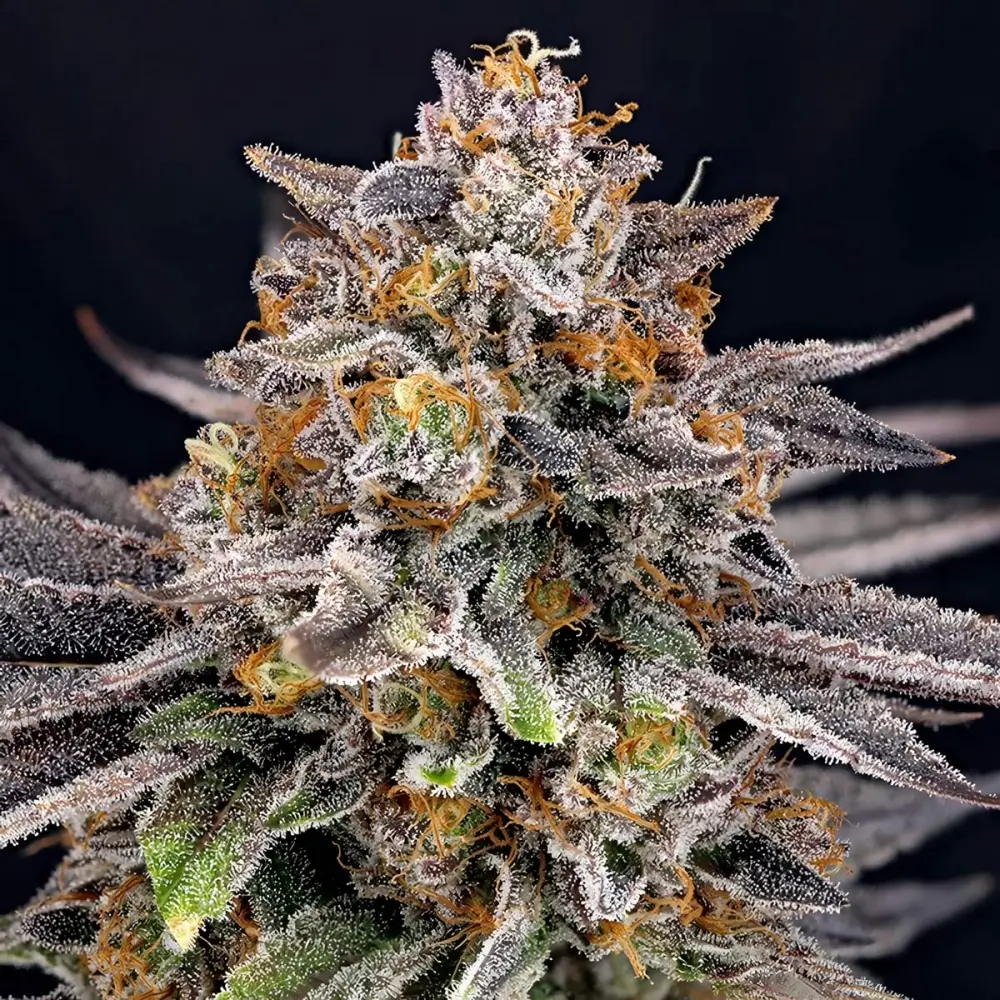 CandyGaz Feminized – Alchimia Grow Shop