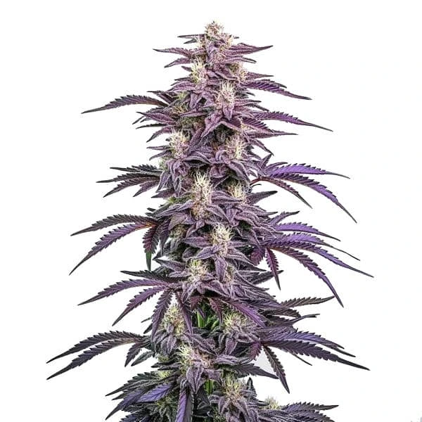 Candyland Peyote – Blimburn Seeds
