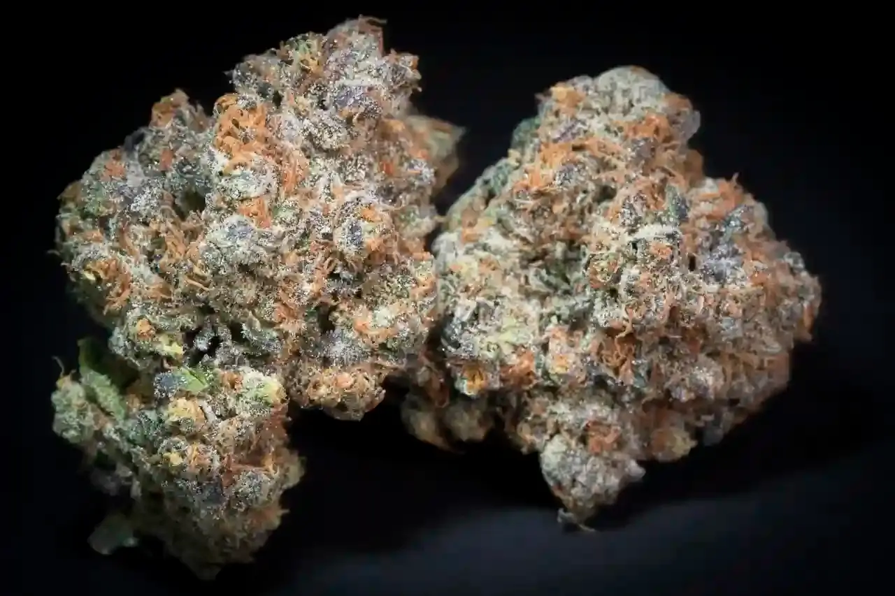 Caramba Feminized – Alchimia Grow Shop