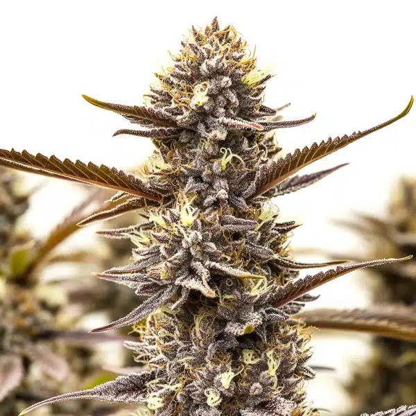 Cat Piss – Blimburn Seeds