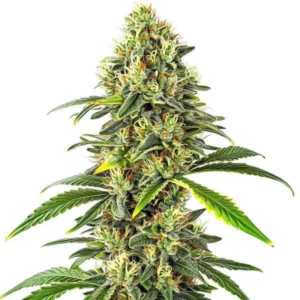 Cbd Critical Auto (1:15) – Blimburn Seeds