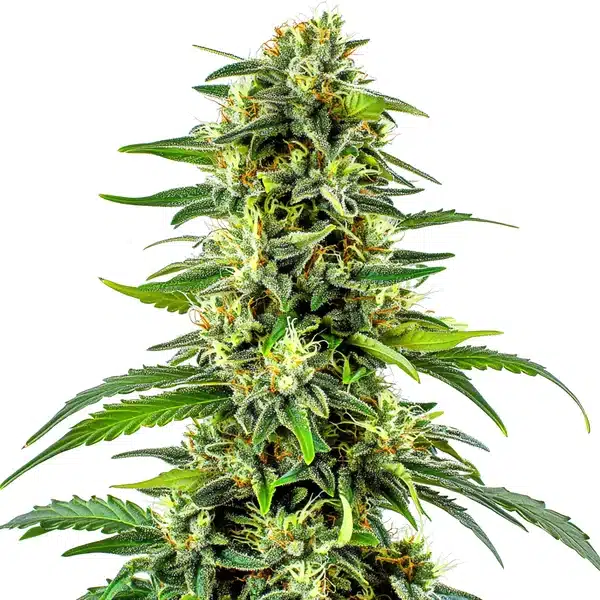 CBD Haze Auto (1:15) – Blimburn Seeds