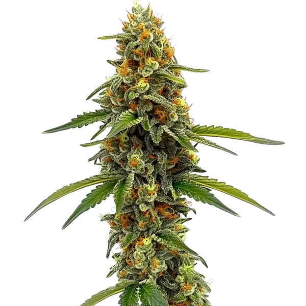 ACDC (1:18) – Blimburn Seeds