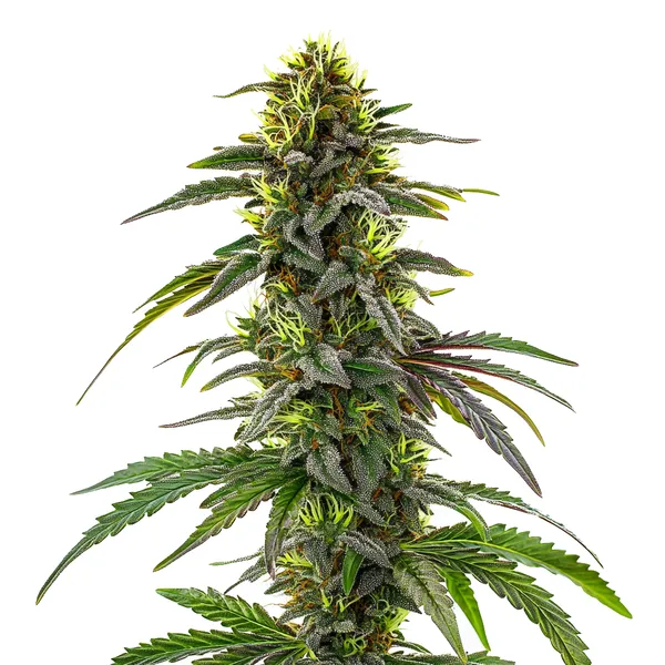 CBD Cafe Racer – Blimburn Seeds