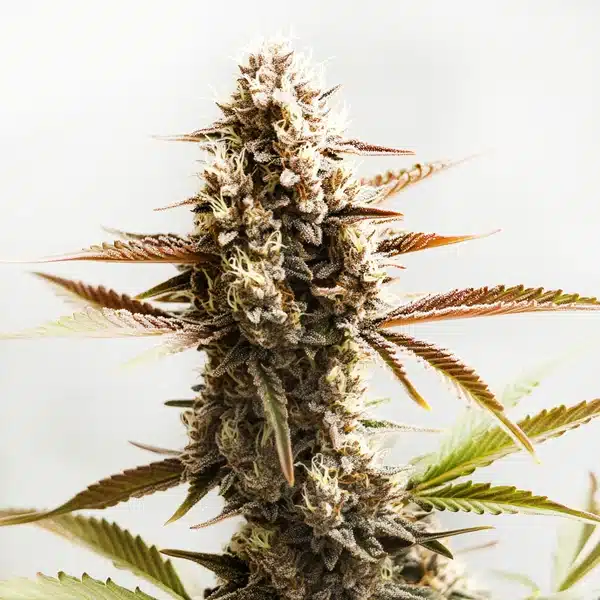Cereal Milk Auto – Blimburn Seeds