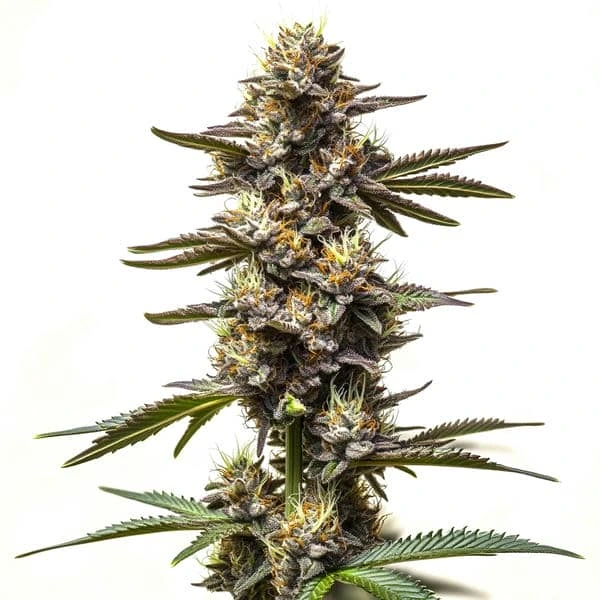 Cereal Milk – Blimburn Seeds