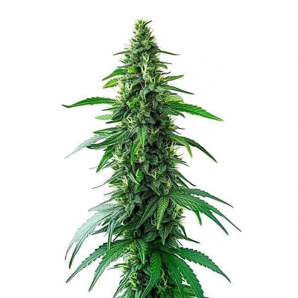 Charlottes Web – Blimburn Seeds