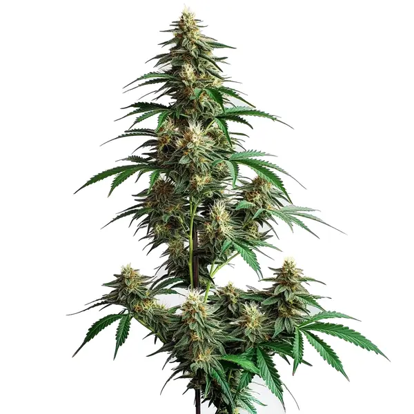 CheeseCake Auto – Blimburn Seeds