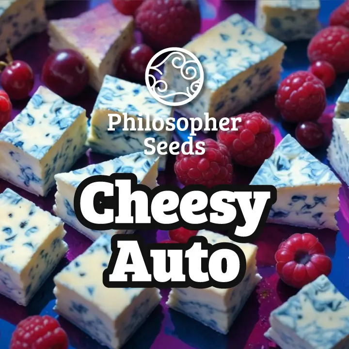 Cheesy Auto Autoflower – Alchimia Grow Shop