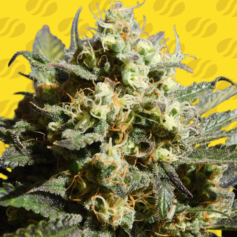 Cherry Alien Auto – Original Sensible Seeds