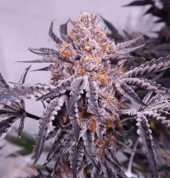 Cherry Cookie F2B – Alchimia Grow Shop