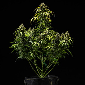 Cherry Pie Auto – Royal Queen Seeds