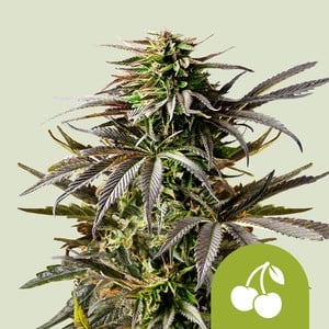 Cherry Pie Auto – Royal Queen Seeds
