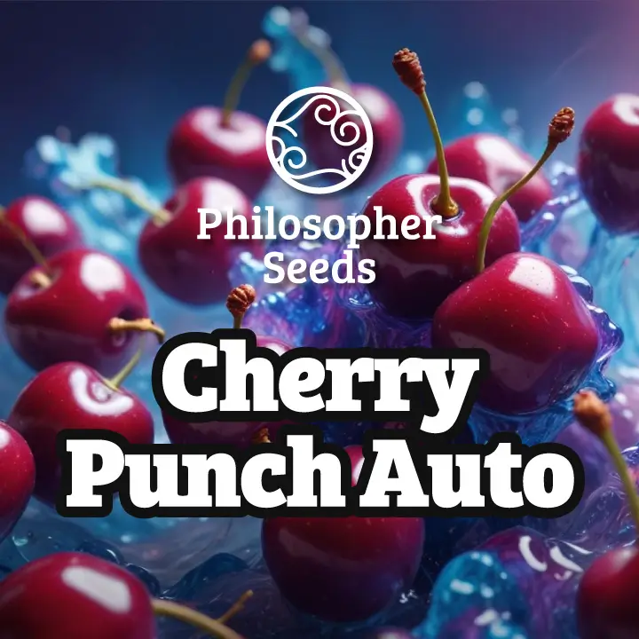 Cherry Punch Auto Autoflower – Alchimia Grow Shop