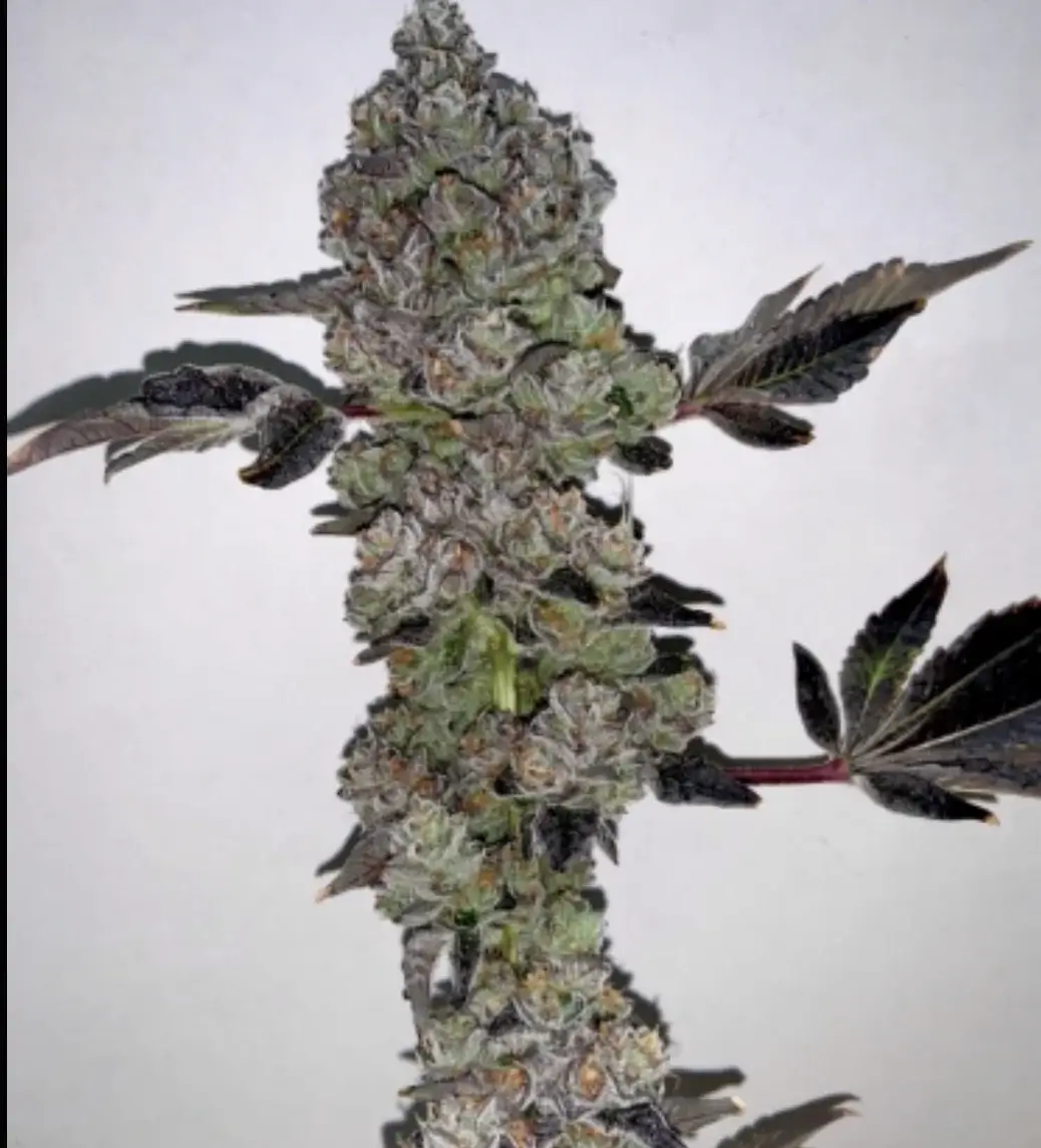Cherry Rozay Regular – Alchimia Grow Shop