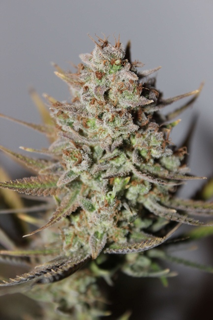 Cherry Trance Regular Seeds – Seedsman