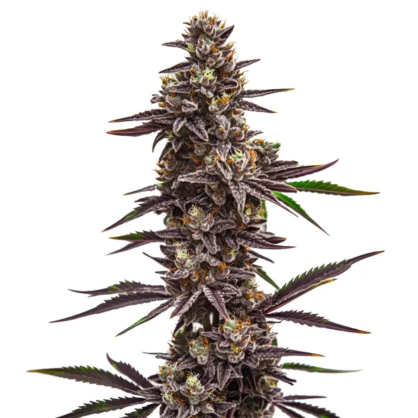 Cherry Pie – Blimburn Seeds