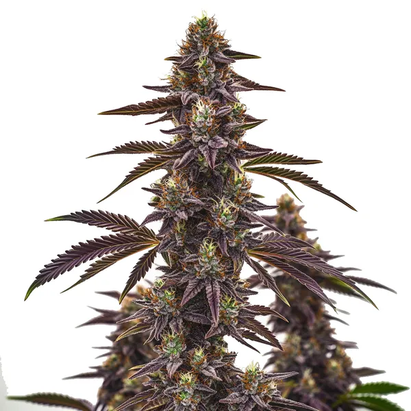 Cherry Pie Autoflower – Blimburn Seeds