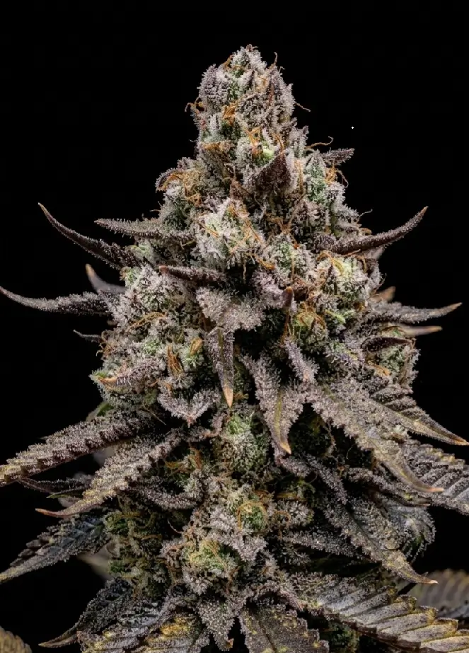 Cherrycello Feminized – Alchimia Grow Shop