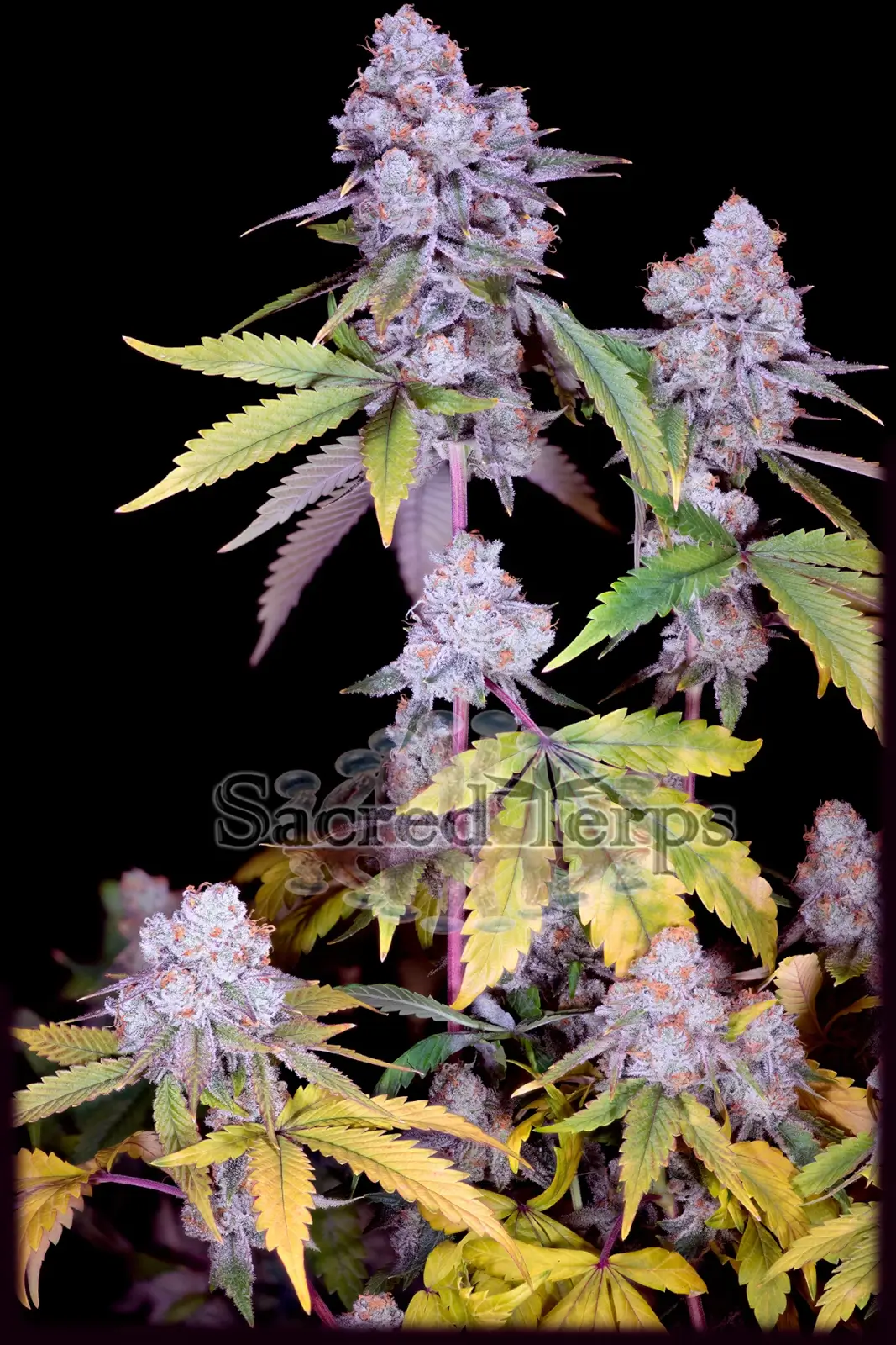 Chimera #3 Feminized – Alchimia Grow Shop