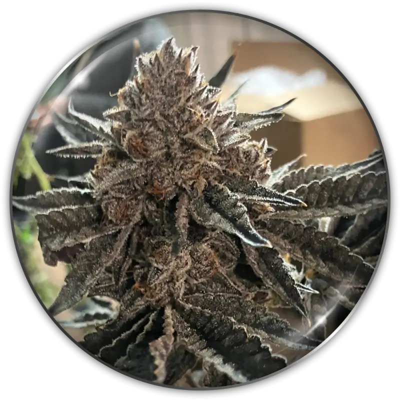 ChocoGas Feminized – Alchimia Grow Shop