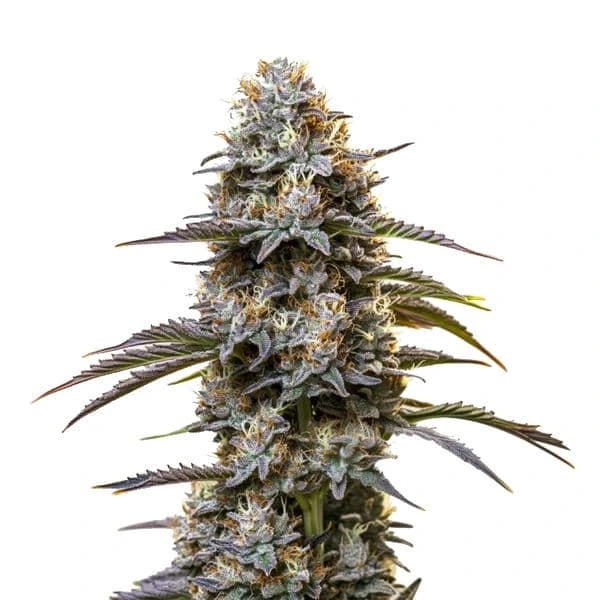 Chocolate Thai – Blimburn Seeds