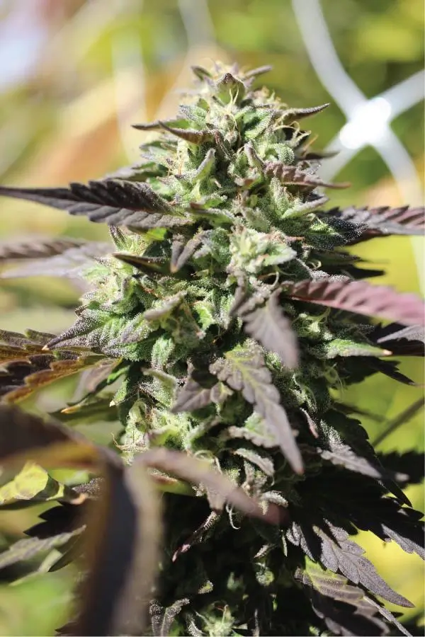 Chunkadelic Auto Autoflower – Alchimia Grow Shop