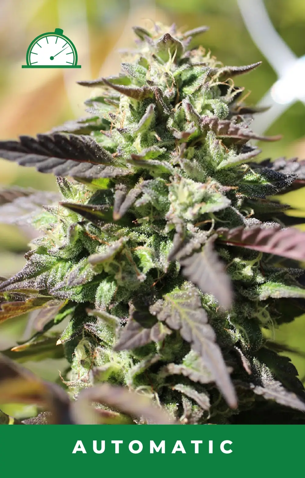 Chunkadelic Auto Autoflower – Alchimia Grow Shop