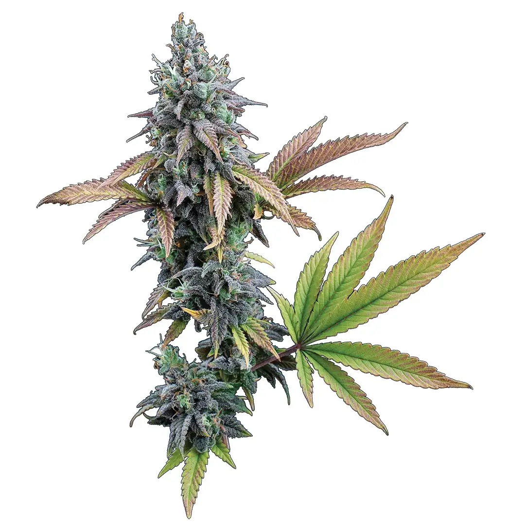 Cinderella 99 Feminized – Alchimia Grow Shop