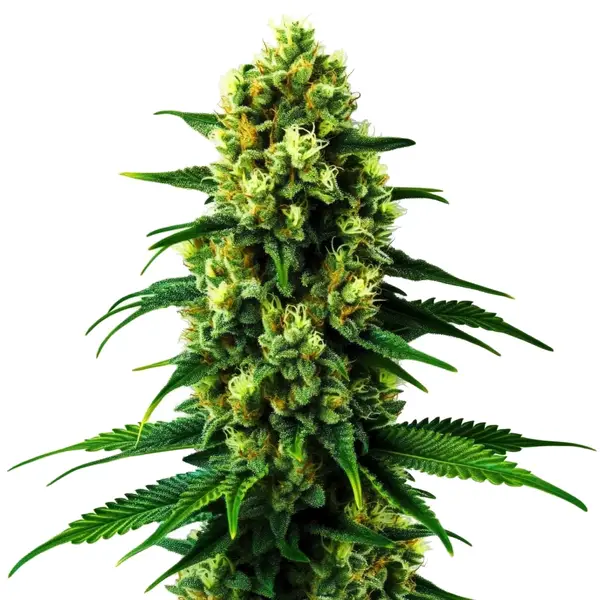 Colombian Gold – Blimburn Seeds