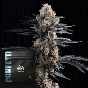Confetti Feminized – Alchimia Grow Shop