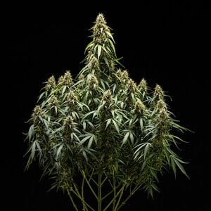Corkscrew Auto – Royal Queen Seeds